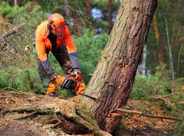 How Our Tree Care Process Works  in Grottoes, VA